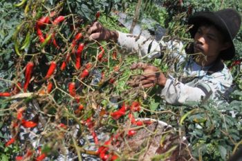 Diserang Hama, Petani Cabai di Pekalongan Gagal Panen