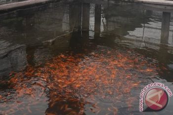 LPMAK dukung warga geluti budi daya perikanan 