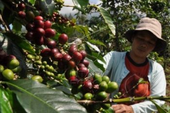 Kembangkan Kopi, Pemkab Temanggung Gandeng Perhutani 