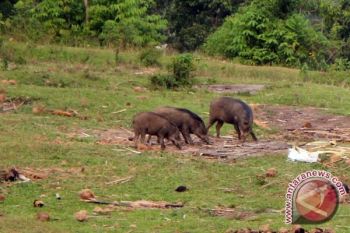 Babi Hutan Masuk ke Permukiman Warga Magelang