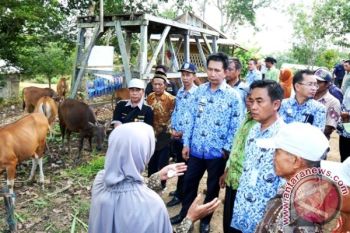 Bupati Barito Utara Kunjungi Peternak Sapi Di Desa Sei Rahayu 
