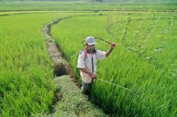Didampingi BI-Unsoed, Petani Berhasil Panen Dua Kali/Tahun