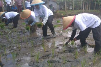 Petani Gandrungmanis Cilacap Panen Dua Kali