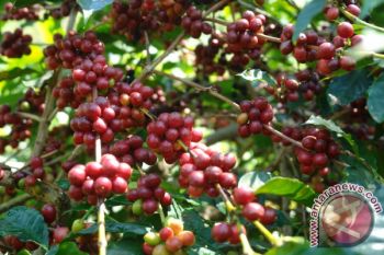 Kopi Liberika Meranti Kian Terancam