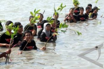 PMI Batang Tanam 50.000 Mangrove dan Cemara Laut 