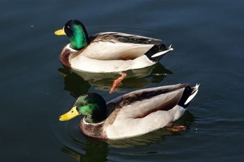 Cegah Wabah Flu Burung, Belanda Musnahkan 190.000 Bebek