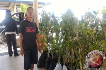 Siapkan 2.450 Bibit Pohon--Hari Bakti PU Gelar Penanaman Pohon
