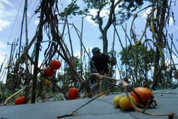 Tomat Membusuk, Petani Temanggung Terancam Merugi