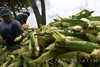 Panen Jagung Manis