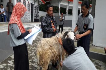 Temanggung Gelar Kontes Ternak