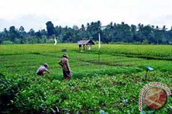 NTT Masuk Nominasi Irigasi Teladan Nasional 