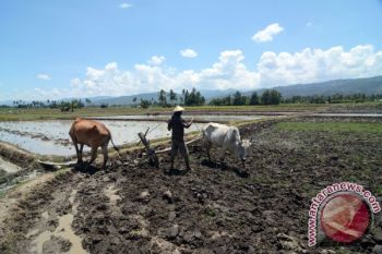 Belu Sediakan 7.000 Hektare Lahan 