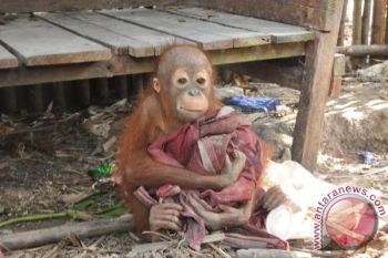 BOSF Dan BKSDA Kalteng Selamatkan Individu Orangutan 
