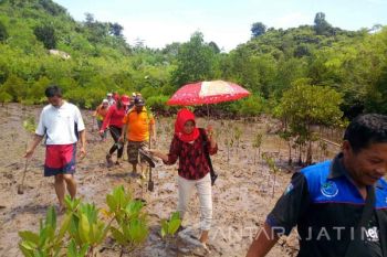 Sensasi Menyusuri Destinasi Wisata "Clungup Mangrove Conservation" (Video)