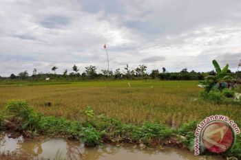 Wujudkan swasembada pangan di Seruyan, petani didorong tingkatkan produksi padi