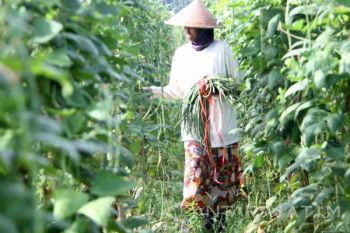 Harga Kacang Tanah Naik