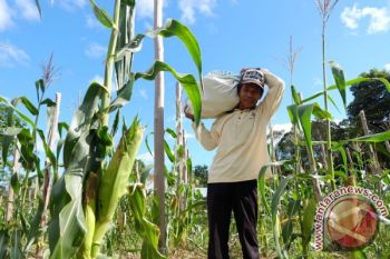 Petani Sayur Lingga Harap Tembus Pasar Batam