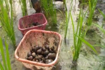 Hama Keong Serang Tanaman Petani Magetan 