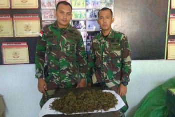 Satgas Yonif 330 Kostrad sita satu kilogram ganja