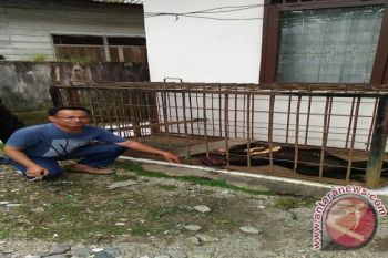 Seekor Beruang Terperangkap Jerat Babi di Pasaman