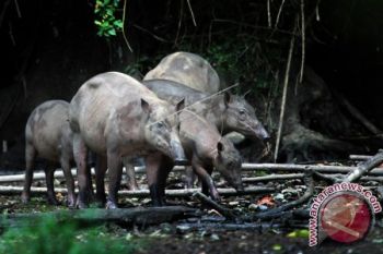 Babirusa di Suaka Margasatwa Hutan Nantu