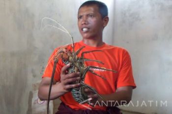 Tangkapan Udang Lobster Nelayan di Jember Berkurang