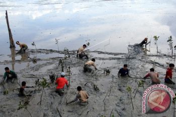 TANAM MANGROVE HUT ARMADA RI