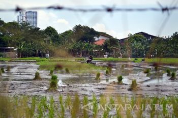 Lahan Pertanian Surabaya Berkurang