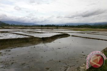 Bertanam Padi Organik di Lembah Suoh 