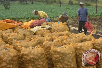 Penghentian Impor Kentang untuk Industri Dilakukan Bertahap