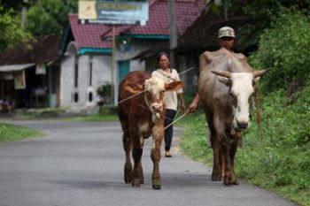 BI Komitmen Bantu Sektor Usaha Pedesaan