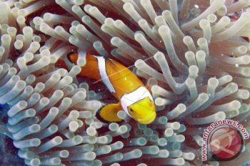 Gubernur sayangkan penangkapan anemon laut di Perairan Alor