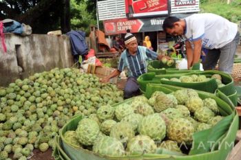 Buah Srikaya Tuban