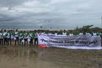 Pertamina Tanam Ribuan Bibit Mangrove di Semarang