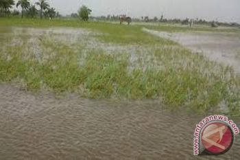 Lahan Pertanian tersapu Banjir