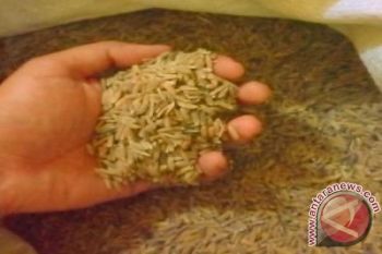 Bantuan Bibit Padi untuk Petani Kabupaten Kupang