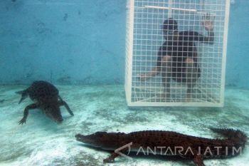 Berenang Bersama Buaya
