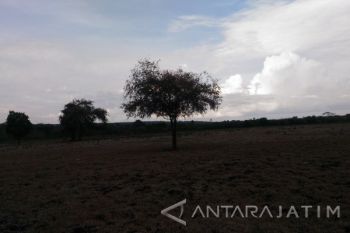 Menjelajah "Afrika" Kecil di Jawa Timur (Video)