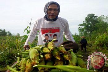 Jelang Tahun Baru, Sejumlah Pedagang Jagung "Serbu" Kota Palangka Raya
