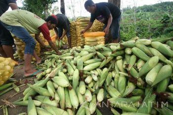 Panen Jagung Manis
