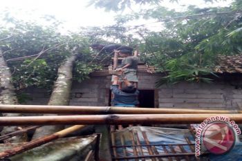 Puluhan pohon tumbang akibat cuaca ekstrem 