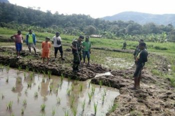 Danramil Moanemani tinjau lahan sawah petani binaan