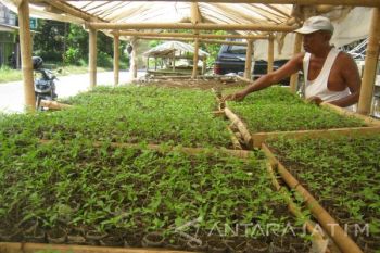 Permintaan Bibit Cabai Meningkat