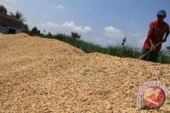 Harga Gabah Di Lampung Turun