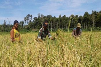 Babinsa Koramil Mindiptana dampingi petani panen padi