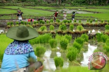 Produksi Padi Sulbar Terus Alami Kenaikan 