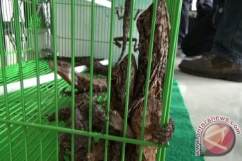 Ratusan reptil "serbu" Balai Kota Yogyakarta 