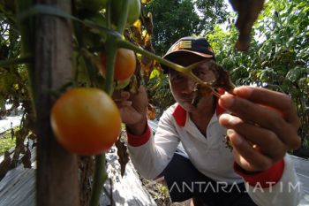 Produksi Tomat Turun