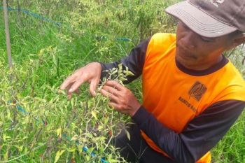 Petani: Harga Cabai Rawit Tinggi tapi Produksi Anjlok