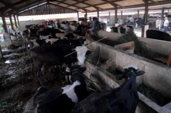 Proyek "Hotel Sapi" Dikaji Ulang